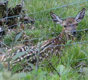 Rundwanderweg Baiersbronn