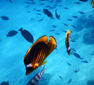 Schnorcheln Makadi Bay