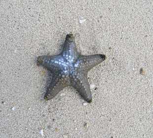 Seesterne am Strand von Prison Island