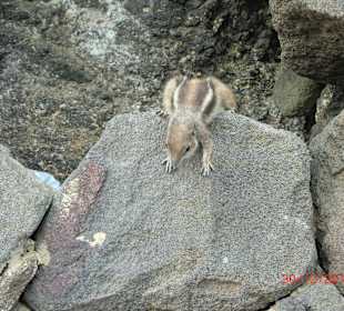 Streifenhörnchen