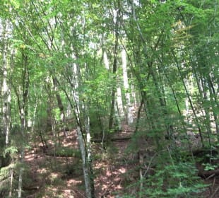 Hummelklingensee Walddorf