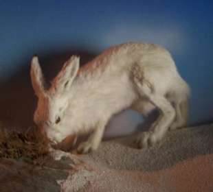 Muzeum Haus Alpine Naturschau