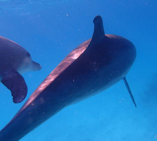 Einmalie Erlebnisse mit Mo´s Delfinen