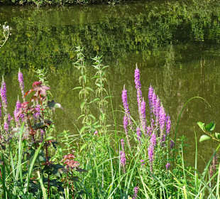 Tour durch den sommerlichen Park Links der Weser