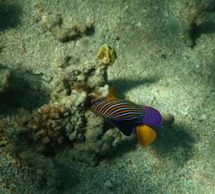 Rafa przy pomoście "Stella"