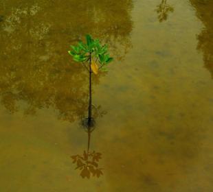 Sprössling im Mangrovenwald