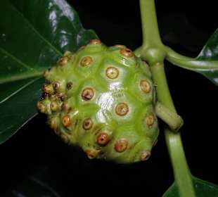 Exotische Früchte im Tropenhaus