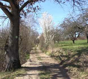 Premiumwanderweg "hochgeblickt"