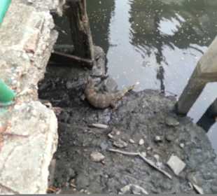 Waran im Kanal