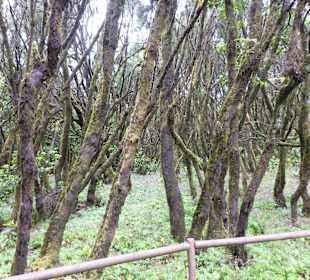 Impressionen La Gomera