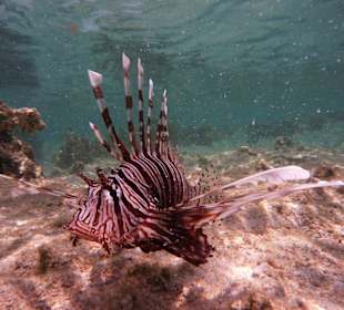 Feuerfisch