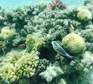 Schnorcheln am Hausriff