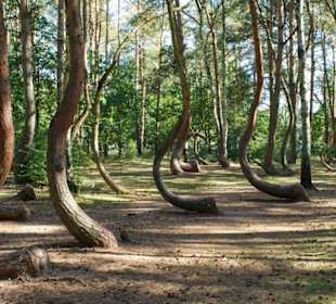 Naturdenkmal Krzywy Las