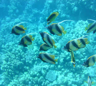 Schwarm von Wimpelfischen