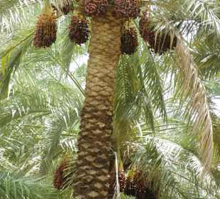 Tour Al Ain
