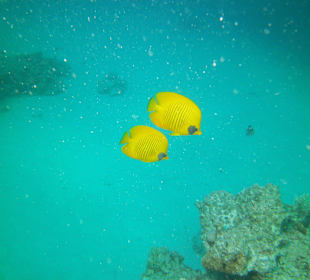 Tauchen bei der Dive Connection