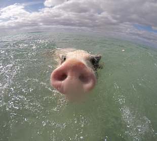 Schwimmen mit Schweinen