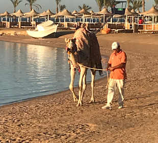 Reiten & Kamelreiten Dana Beach