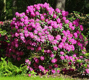 Hauptblüte im Rhododendronpark Bremen