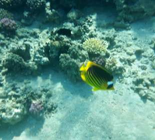 Schnorcheln Makadi Bay