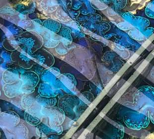 3 Jahre alte Muscheln