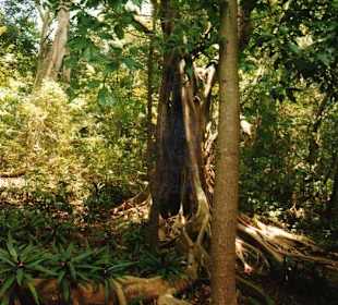 Ausflug-Cayo-Leventado