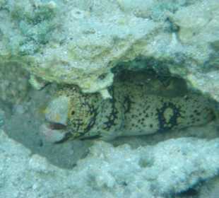 Muräne etwas angespannt