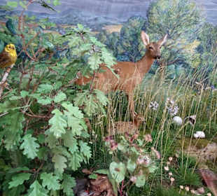 Diorama im Naturkundemuseum Coburg