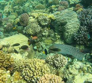 Schnorcheln Abu Dabbab