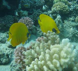 Snurkowanie w akwarium