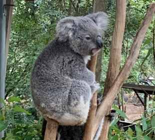 Lone Pine Koala Sanctuary