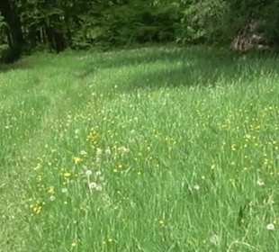 Naturpark Schönbuch