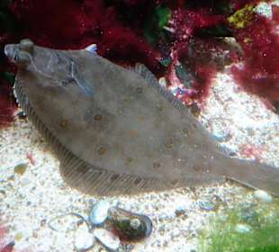 In den Aquarien des Wattenmeer Besucherzentrums