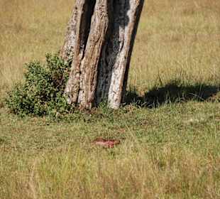 Innereien einer Antilope