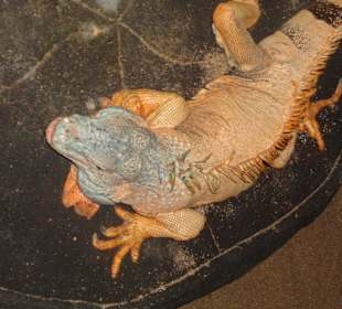 Leguan
