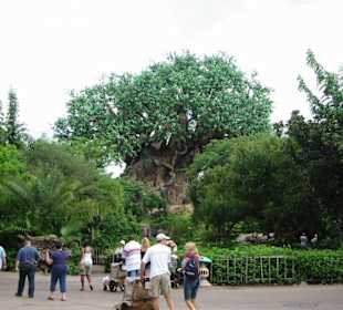 Tree of Life @ Animal Kingdom