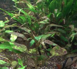 Aquarium
