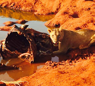 African Bush & Beach Adventures Ltd