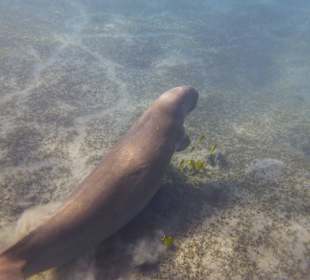 Dugong 3 Monate nicht gesichtet