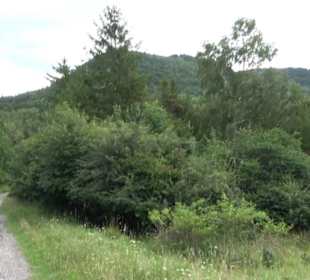 Themenweg Kaiserweg Zimmern