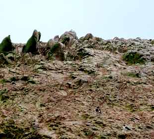 Ausflug Ballestas Inseln