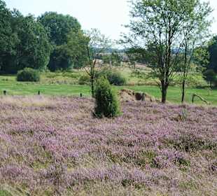 Lüneburger Heide