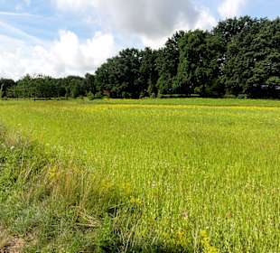 Naturwiesen im Dorfgarten