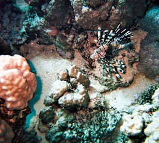 Indischer Rotfeuerfisch