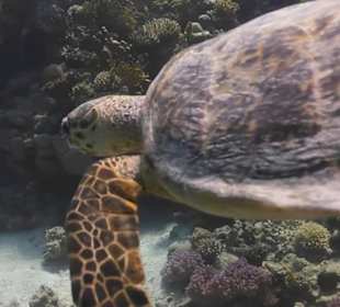 Jasmin Diving Center