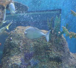 National Aquarium Malta