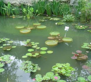 Lotusteich Victoria Park