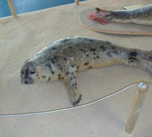 Einer der ausgestopften Seehunde