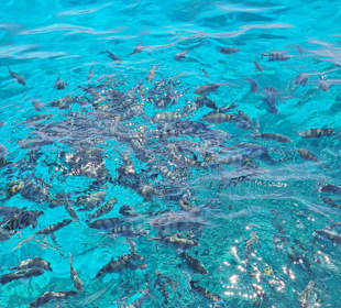 Coral Tours Aqua Center El Gouna