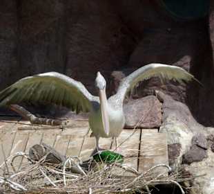 Na dworze byly tez ptaszki